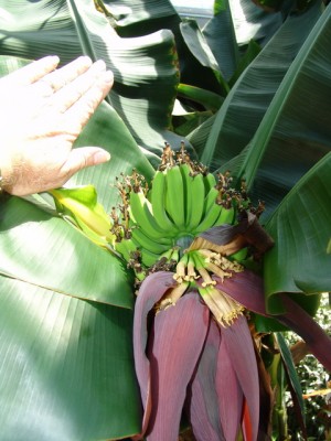 Ban20110526-06.JPG