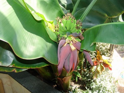 Ban20110526-04.JPG