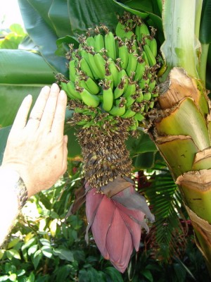 Ban20110526-07.JPG