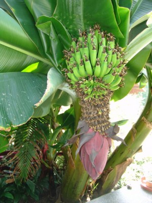 Ban20110526-02.JPG