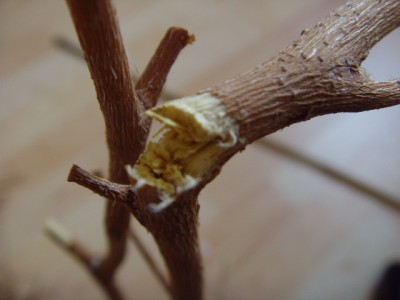 SNV33994.JPG