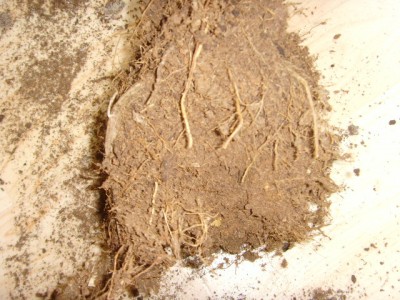 SNV34005.JPG