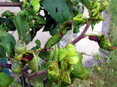 Apfelbaum-Krankheit.jpg