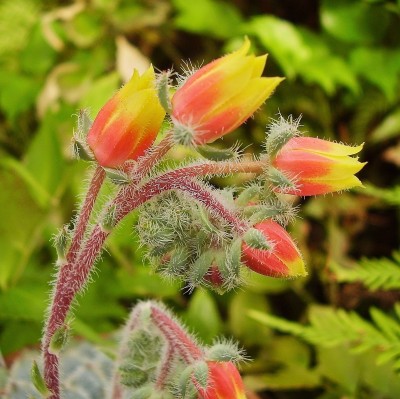 Echeveria setosa 2010-254 (2).jpg