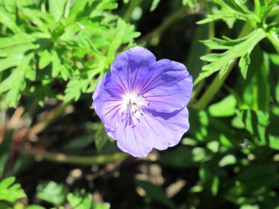 Geranium himamayer.JPG