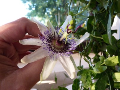 Passiflora Star of Clevedon.jpg