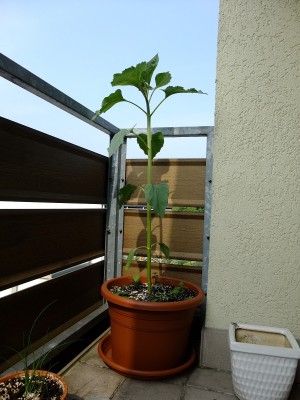 DSCF0690.jpg