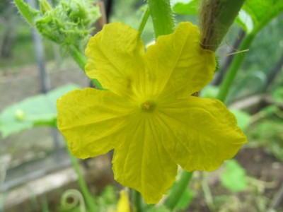 Gurkenblüte.JPG