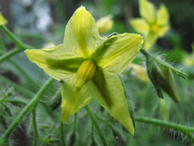 noch eine Tomatenblüte.JPG