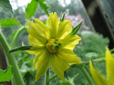 Tomatenblüte.JPG