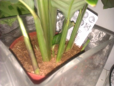 calathea2.jpg