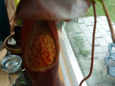 DSC00128.JPG