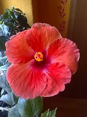 Hibiskus..am Morgen...JPG