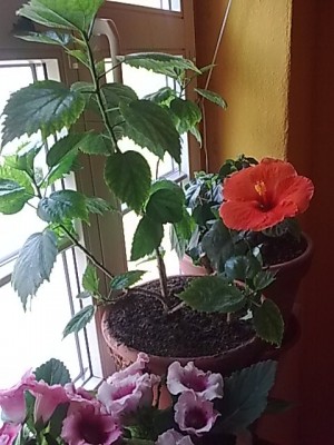 Hibiskus..am Morgen.JPG