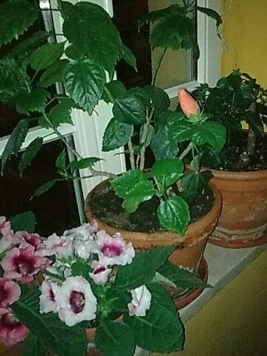 Hibiskus..in der Nacht noch knospig.JPG