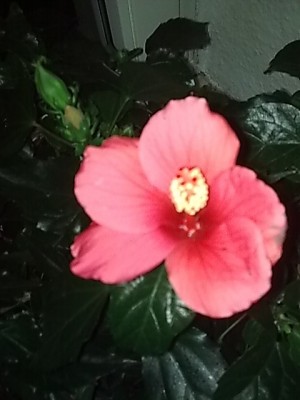 Hibiskus.....JPG