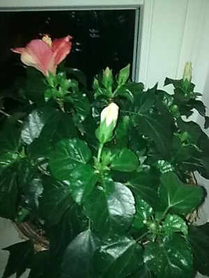 Hibiskus...JPG