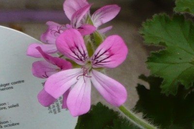 P1000936.JPG