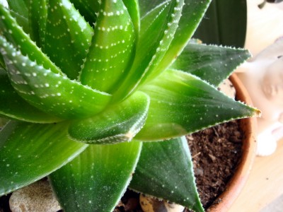 Aloe Cosmo 03.JPG