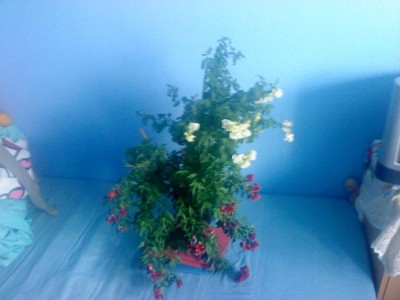 DSC00077.JPG