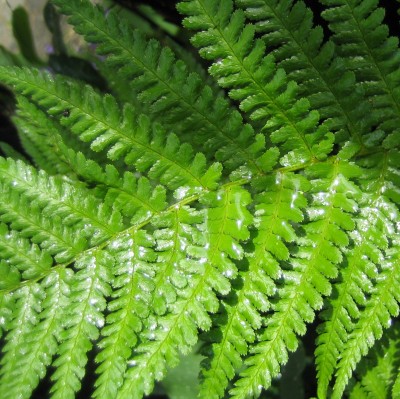 green24 3 003.jpg