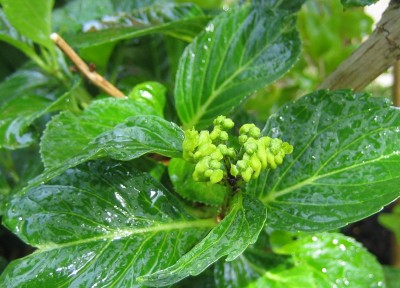 green24 3 004.jpg
