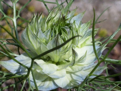 Jungfer im grünen_4.jpg