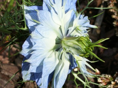 Jungfer im grünen_3.jpg