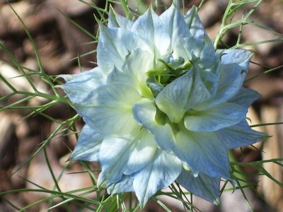 Jungfer im grünen_2.jpg