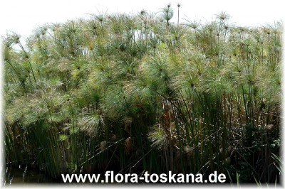 cyperus_papyrus_2_-_201005.jpg