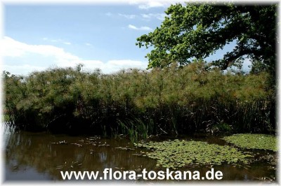 cyperus_papyrus_1_-_201005.jpg