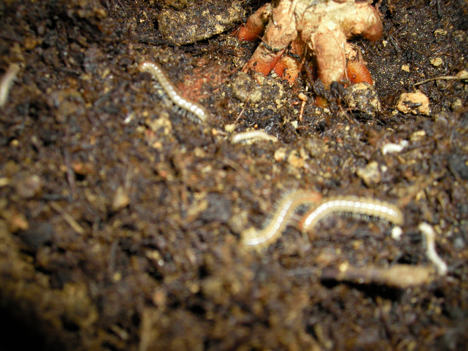 Würmer in der Erde vom Drachenbaum · Pflanzenkrankheiten & Schädlinge ·  GREEN24 Pflanzen & Garten Forum