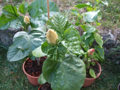 Gruppen fotot mit Cajun Princess.JPG