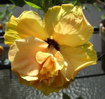 Gelber Obinensis 28.5.11 (1).JPG