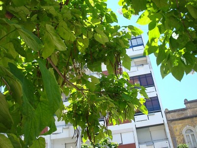 baum weisse blueten.jpg