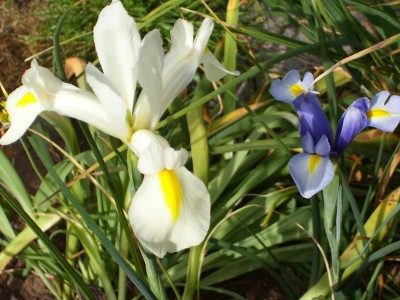 Blüten_2.jpg