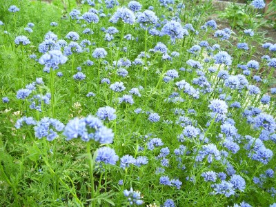 Blüten_1.jpg