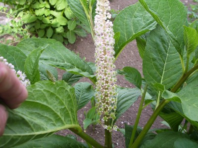 Asiatische Kermesbeere.jpg