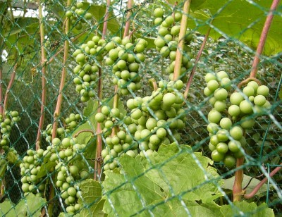 Weinstock in Ostfriesland.JPG