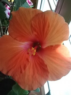 Hibiskus..Blüte 2.Tag....JPG