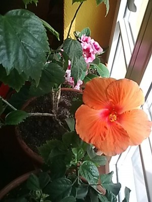 Hibiskus..Blüte 2.Tag...JPG