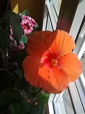 Hibiskus..Blüte 2.Tag.JPG