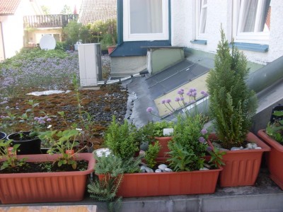 SDC17091.jpg