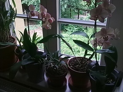 Orchideen...JPG