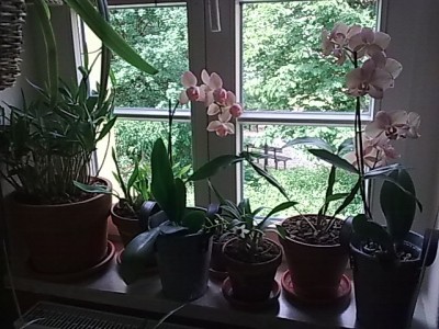 Orchideen.JPG