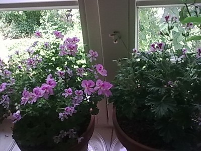 Duftpelargonie....JPG