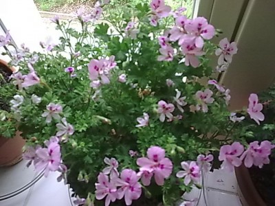 Duftpelargonie...JPG