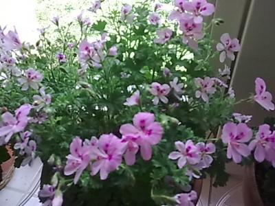 Duftpelargonie.JPG