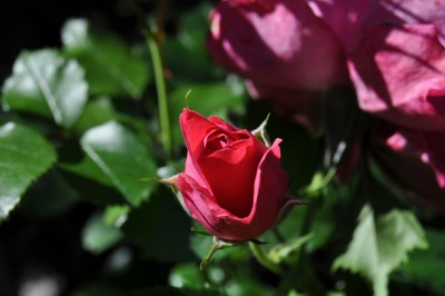 26.5 (10) (2000x1328).jpg