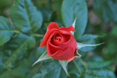 26.5 (8) (2000x1328).jpg